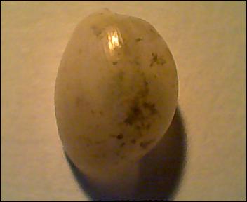 Haminoea navicula???